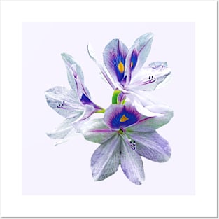 Lavender Water Lilies Posters and Art